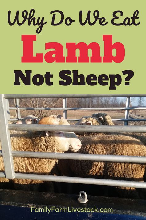 Raising Merino Sheep, Raising Lambs For Meat, Sheep Pasture Ideas, Raising Sheep For Meat, Lamb Pen Ideas, Sheep Pen Ideas, Raising Lambs, Sheep Raising, Keeping Sheep