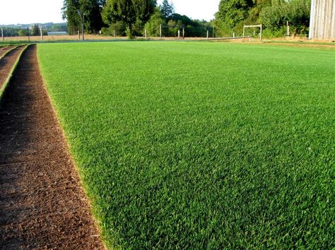 GROWING RYE GRASS --The drought has really done a number on my yard.  In order to have something more than mud and dry weeds in the yard this fall and winter, I have decided to seed rye grass.  Now I have never put ou... Growing Grass From Seed, Overseeding Lawn, Fall Lawn Care, Rye Grass, Fall Lawn, Synthetic Lawn, Growing Grass, Aerate Lawn, Lawn Care Tips