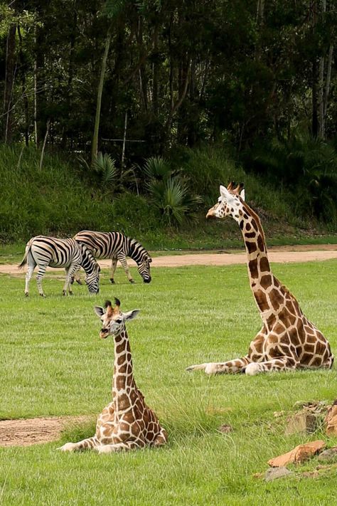 where the zebras and giraffes play / The Australia Zoo Australia Zoo Aesthetic, Australia Zoo Animals, Zoo Wallpaper, Zoo Aesthetic, Zoo Australia, Animal Keeper, Kangaroo Art, Australia Wallpaper, Zoo Giraffe