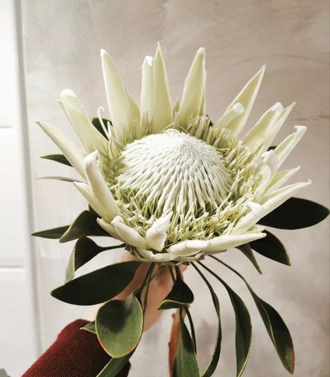 white protea White King Protea, White Protea, Protea Wedding, King Protea, Protea Flower, White King, Painting Photos, Modern Chic, Beautiful Blooms