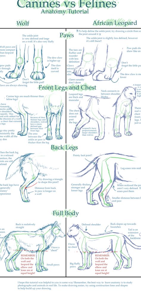 Feline Anatomy, Cat And Dog Drawing, Dog Anatomy, Cat Anatomy, Drawing Eyes, Anatomy Tutorial, Cat Reference, Animal Study, Anatomy Drawing