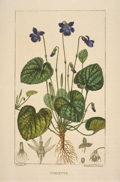 Wood Violet, Illustration Botanique Vintage, Antique Botanical Print, Illustration Botanique, Botanical Illustration Vintage, Vintage Botanical Prints, Art Et Illustration, Scientific Illustration, Vintage Poster Art