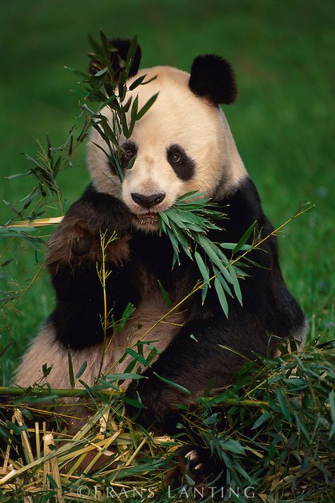 Giant panda eating bamboo, Ailuropoda melanoleuca, Native to China Nature Aesthetic Art, Panda Pictures, Panda Eating Bamboo, Funny Panda Pictures, Tattoos Nature, Frans Lanting, Panda Eating, Panda Tattoo, Wild Animals Pictures