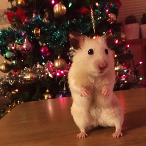 Pfp Hamster, Aesthetic Hamster, Hamster Wallpaper, Hamster Christmas, Christmas Hamster, Hamster Cartoon, November Christmas, Christmas Pfp, Baby Hamster