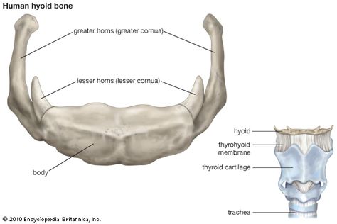 Human hyoid bone. Bone Diagram, Human Skeleton Parts, Hyoid Bone, Human Skeletal System, Skeleton Parts, Human Skeleton Anatomy, Muscle System, Anatomy Bones, Skeleton Anatomy