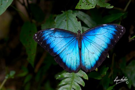 emperor butterfly Blue Emperor Butterfly, Emperor Butterfly Tattoo, Emperor Butterfly, Moth Species, Character Inspo, Life Is Strange, Tattoo Inspo, Natural Material, Butterfly Tattoo