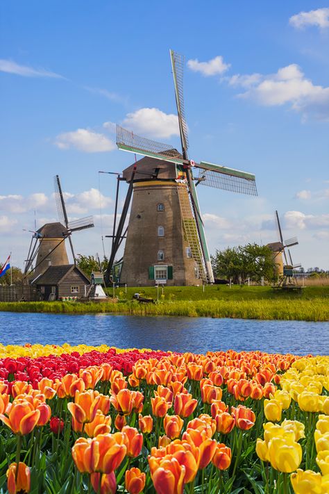 See Kinderdijk's historic windmills with #VikingCruises on 5 tulip-filled river cruises next spring! #myvikingstory #travel #cruise #destinations #holland #netherlands #vacation #holiday #europe #international #wanderlust #bucketlist #beautifulplaces Windmill Images, Netherlands Windmills, Holiday Europe, Holland Windmills, Viking Cruises, Travel Cruise, Holland Netherlands, Dutch Windmills, Van Gogh Museum