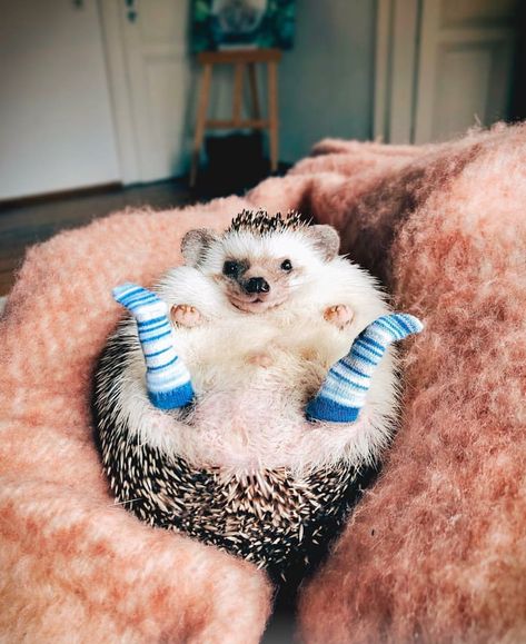 Hedgehog with socks! Regnul Animal, Söt Katt, Baby Animals Pictures, Cuddly Animals, Baby Animals Funny, Funny Animal Memes, Cute Animal Photos, Hedgehogs