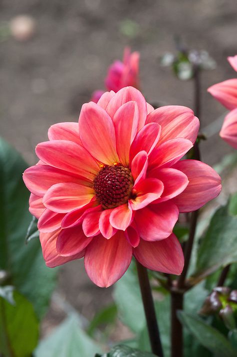 Pink Dahlia, Salmon Pink, Dahlia, Holland, Pink Flowers, Flowers, Green, Pink