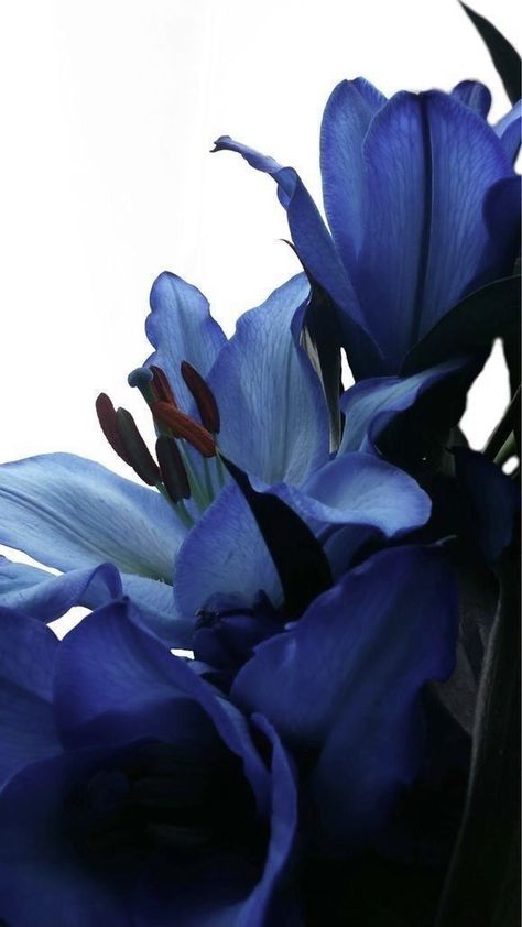 Navy Blue Wallpaper, Blue Lilies, Blue Aura, Navy Blue Flowers, Blue Lily, Navy Wallpaper, Light Blue Flowers, Nothing But Flowers, Iphone Homescreen Wallpaper