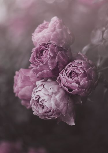 Purple Roses Flores Wallpaper, Peony Drawing, Peony Wallpaper, Deco Rose, Purple Peonies, Peonies Garden, Floral Photography, Flower Phone Wallpaper, Beautiful Flowers Pictures