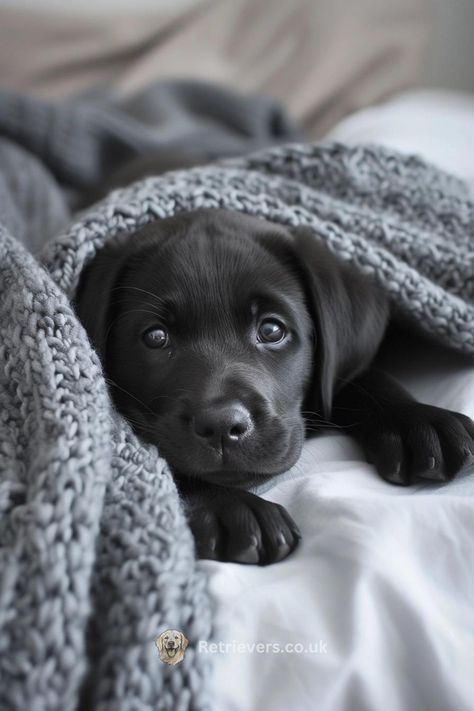 Embrace the serenity of this precious moment with a Black Labrador pup wrapped in a knit blanket. 🖤 This image captures the essence of relaxation and the peaceful bond between pups and their people. #BlackLabLove #CozyPuppy #RelaxWithPets #LabradorPuppy #PeacefulPup" Don't forget to save this PIN for when you need a little calm, and follow for more Labrador love! 🐾🧶✨ Small Cute Puppies, Puppy Teacup, Tattoo Animals, Big Dogs Breeds, Biggest Dog In The World, Teacup Puppy, Tiny Puppy, Biewer Yorkie, Puppy Dog Pictures