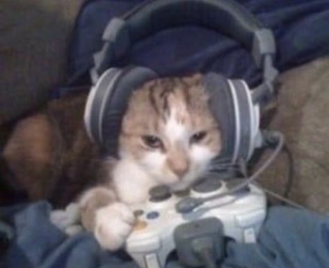 Soft Gamer Aesthetic, Gamer Cat Pfp, Cat On Computer, Goofy Cats, Gamer Cat, Silly Kitty, Funny Animal Pictures, Funny Clips, Cat Lady