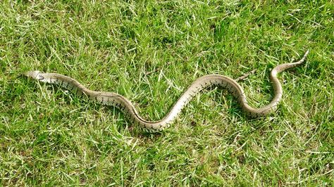 grass snake Piebald Snake, Eastern Garter Snake, Grass Snake, Snakes In The Grass, Smooth Green Snake, Rough Green Snake, Wildlife Prints, British Wildlife, Quick Saves