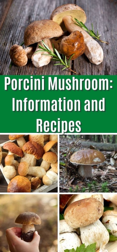 Porcini Mushrooms: Facts and Gourmet Uses Beef Medallions, Mushroom Recipes Vegan, Porcini Mushroom, Dried Porcini Mushrooms, Hiking Food, Edible Mushrooms, Porcini Mushrooms, Tasty Vegetarian Recipes, Oven Recipes