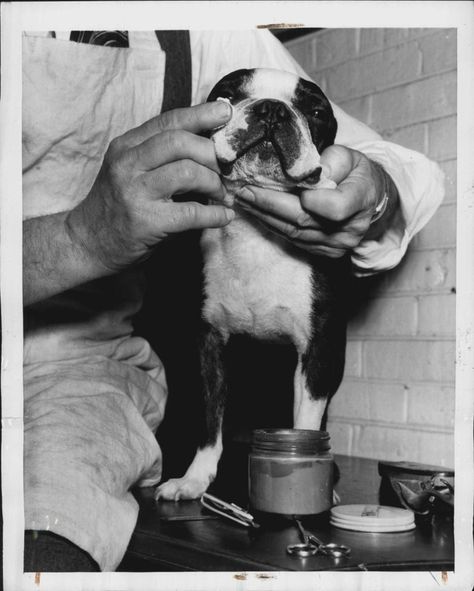 Boston terrier getting a check-up, 1949 | 40 Precious Dog Photos From The '40s Vintage Boston Terrier, Decoupage On Wood, Boston Terrier Art, Tile Walls, Vintage Boston, Photos With Dog, Photo Mural, Decoupage Art, Retro Sign