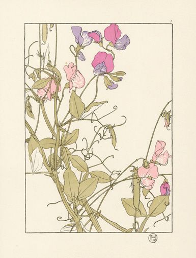 Flower Studies, Art Nouveau Flowers, Favourite Flowers, Illustration Botanique, Sweet Peas, Plant Drawing, Botanical Drawings, Arte Floral, Floral Illustrations