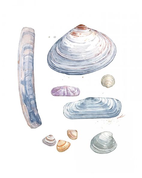 Sea Illustration Art, Ocean Theme Tattoos, Shell Drawing, Coastal Watercolor, Art Coquillage, Watercolour Texture Background, Sea Life Art, Watercolor Ocean, Watercolor Projects