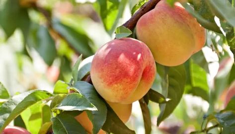 Companion Plants For Peach Trees, Peach Tree Companion Plants, Peach Guild, Peach Tree Guild, Peach Tree Diseases, Tree Guild, Peach Orchard, Peach Tree, Companion Plants