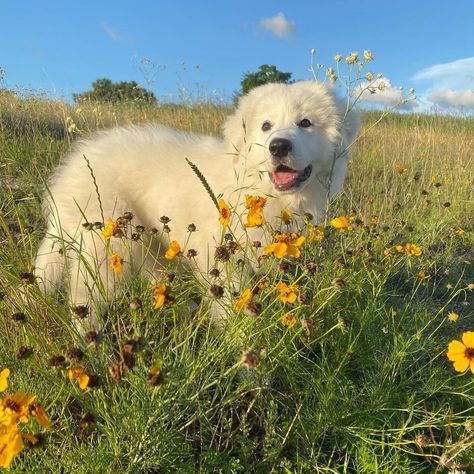 Kuvasz Dog, Pyrenees Dog, Great Pyrenees Dog House, Great Peranease Dog, Great Pyrenees Aesthetic, Cute Great Pyrenees, Black Great Pyrenees Dog, Great Pyrenees Puppy Aesthetic, Great Pyrenees Puppy