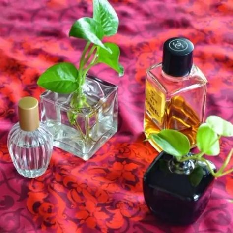 Bottle Planters, Wedding Favours Bottles, Greenery Garden, Vintage Plants, Perfume Chanel, Old Perfume Bottles, Empty Perfume Bottles, Fragrance Bottles, Perfume Display