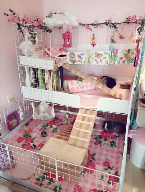 Pink Guinea Pig Cage, Guinea Pig Enclosure Ideas, Guniea Pig Aesthetic Cage, Guinea Pig Cage Ideas Indoor, Indoor Guinea Pig Cage Ideas, Cute Guinea Pig Cage Ideas, Guinea Pigs Cage Ideas, Aesthetic Guinea Pig Cage, Guinea Pig Cage Ideas