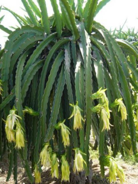 Hylocereus undatus (Night Blooming Cereus, Pitaya, Dragon Fruit, Strawberry Pear) → Plant characteristics and more photos at: http://www.worldofsucculents.com/?p=6075 Dragon Fruit Varieties, Hylocereus Undatus, Como Plantar Pitaya, Dragon Fruit Tree, Dragon Fruit Cactus, Yellow Dragon Fruit, Night Blooming Cereus, Fruit World, Dragon Fruit Plant