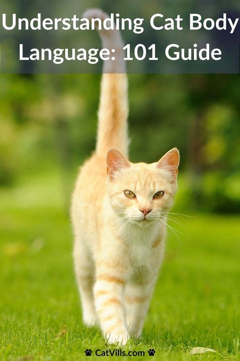 Explore the fascinating world of cat body language. Learn how to interpret your kitty's signals and strengthen your bond! Cat Body Language, Cat Behavior Facts, Body Language Signs, Cat Language, Cat Body, Cat Hacks, Angry Cat, Pet Wellness, Cat Training