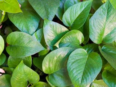 How to Care for Jade Pothos? - Plant Index Jade Pothos Plant, Jade Pothos, Pothos Plant Care, Pothos Plants, Pothos Plant, Money Plant, Plant Therapy, Houseplants Indoor, Air Purifying