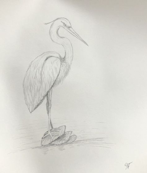 HOTEBS - Great Egret sketch (Oct 2022) Great Egret, Pencil Drawings, To Draw, Sketch, Pencil, Humanoid Sketch, Drawings, Art