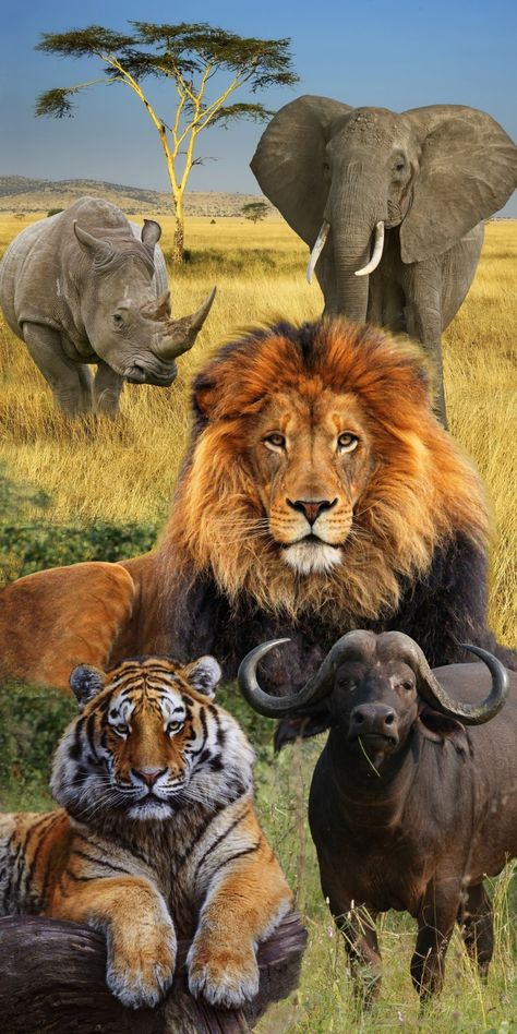 The Big Five Animals, Big Five Animals, Animals In The Wild, The Big Five, Wild Animal Wallpaper, Wild Animals Photography, Endangered Wildlife, Africa Wildlife, Africa Animals