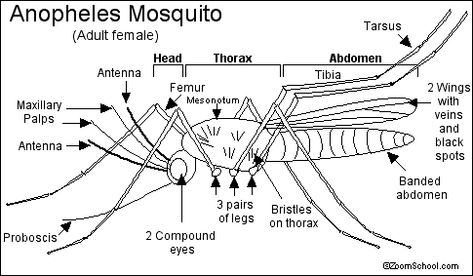 The anatomy of an Anopheles Mosquito (adult female)  #mosquito and #fact Anopheles Mosquito, Mosquito Drawing, Cob Web, Female Mosquito, Bug Activities, Insects Theme, Mosquito Trap, Montessori Preschool, Proof Of Concept