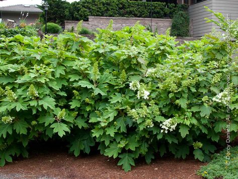 Northwest Garden, Types Of Hydrangeas, Blue Fescue, Hydrangea Quercifolia, Oakleaf Hydrangea, Grass Type, Planting Plan, Types Of Roses, Planting Hydrangeas