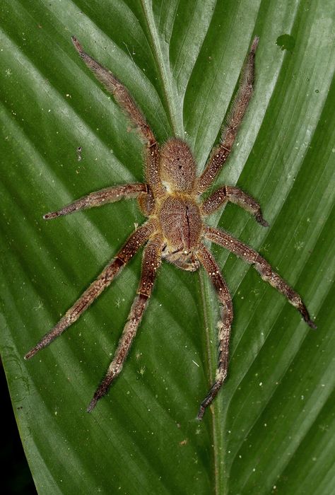 Brazilian Wandering Spider (Phoneutria nigriventer) | Flickr - Photo Sharing! The Brazilian Wandering Spider, Brazilian Wandering Spider Tattoo, Wandering Spider, Brazilian Wandering Spider, Peru Tattoo, Arachnids Spiders, Spiders And Snakes, Peruvian Amazon, Tattoo Diy