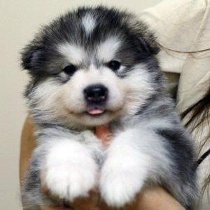 ~ ALASKAN MALAMUTE PUPPY (SEE THE TONGUE), PROBABLY ABOUT 6 WEEKS OLD, 12 LBS IS MY GUESS ~ Alaskan Puppy, Alaskan Malamute Puppy, Malamute Puppy, Alaska Dog, Alaskan Malamute Puppies, Malamute Husky, Malamute Dog, Malamute Puppies, Alaskan Husky