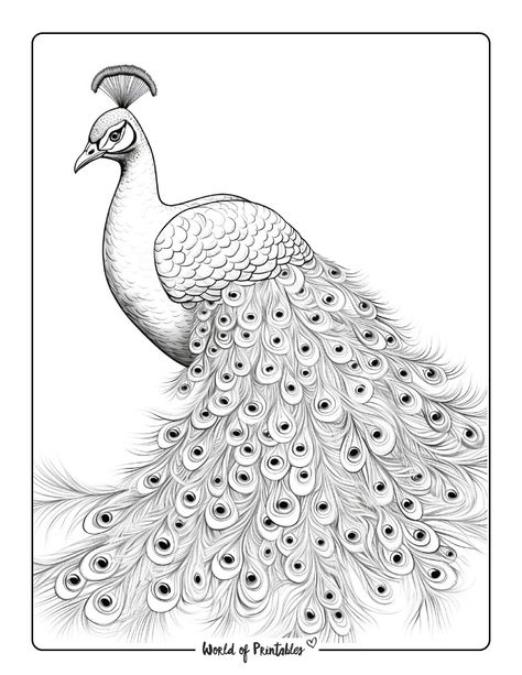 Peacock Drawing Images, Peacock Sketch, Peacock Coloring Pages, World Of Printables, Peacock Drawing, Oil Pastel Drawings Easy, Deer Drawing, Peacock Pictures, Pencil Drawings Of Animals