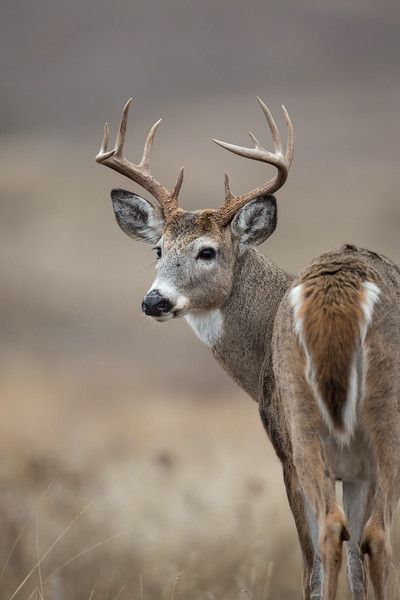 White Tailed Deer Aesthetic, White Tail Deer Photography, Whitetail Deer Photography, Funny Hunting Pics, Deer Hunting Humor, Draw Wolf, Deer Pics, Hunting Pics, Deer Mount Ideas