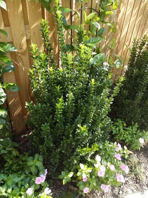 Euonymus Green Spire, Euonymus Japonicus Green Spire, Green Spire Euonymus, Climbing Euonymus, Landscape Remodel, Euonymus Japonicus, Plant Types, Garden Therapy, Grey House