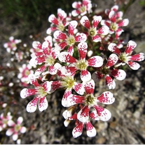 Bergfrue (National Flower of Norway) Norway National Flower, Pyramidal Saxifrage, Norway Flowers, Ravens Tattoo, Odin's Ravens Tattoo, February Flowers, Scandinavian Quilts, Armour Tattoo, Flowers 2023