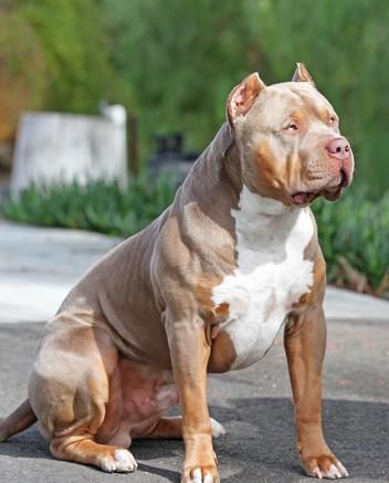 HUGE 100 POUND XXL LARGE MALE PITBULLS BULLY XTREME American Bully Xxl, Bully Xxl, Big Pitbull, Pitbull Dog Puppy, Bully Xl, Pitbull Dog Breed, Boxer Dogs Art, American Bullies, Bully Breeds Dogs