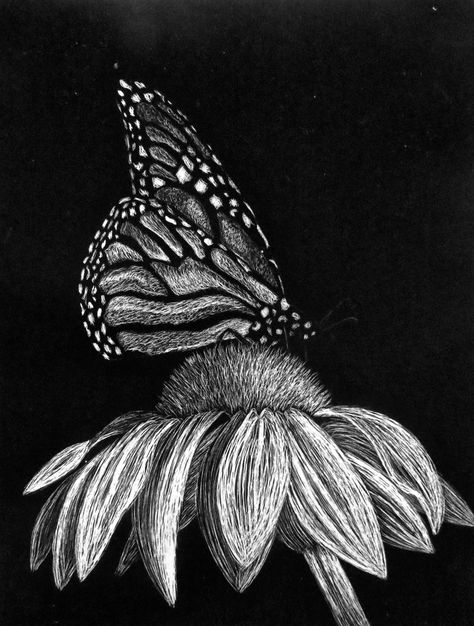 Butterfly Scratchboard által juevans Scratchboard Drawings, Black Canvas Art, Scratchboard Art, Black Paper Drawing, Black And White Art Drawing, Scratch Art, White Drawing, Charcoal Art, White Charcoal