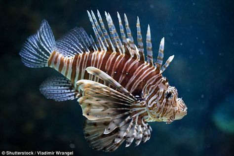 Invasive lionfish in Caribbean sea preying on new species | Daily Mail Online Ocean Fishes, Dangerous Fish, Angle Fish, Fish Character, Scorpion Fish, Deep Sea Life, Aquarium Tanks, Under Water World, Fish In The Ocean