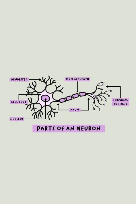 The Nervous System Notes, Nervous System Notes, Neuron Diagram, Nervous System Diagram, Microbiology Study, Nervous System Anatomy, Human Nervous System, Medical Notes, Nerve Cells