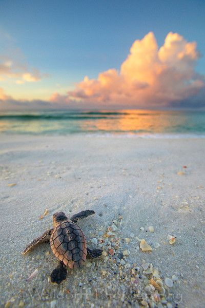 Cute Sea Turtle, Sea Turtles, Turtles, Aesthetic Sea Turtle Pictures, Beachy Wallpapers Turtle, Sea Turtles Photography Wallpaper, Beach Aesthetic Turtle, Sea Turtle Photography Underwater, Sea Turtle Pictures