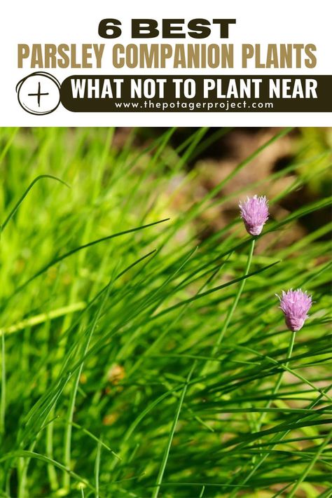 Two small purple chive flowers emerging from a thick bed of vibrant green, grass-like stalks. Benefits Of Parsley, Parsley Benefits, Best Companion Plants, Companion Plants, Grow Your Own Food, Growing Herbs, Companion Planting, Fennel, Herb Garden