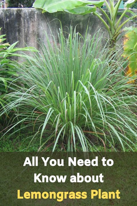 Grow Lemongrass, Lemongrass Plant, Easter Cactus, Moss Garden, Magic Garden, Olive Garden, Edible Plants, Kew Gardens, Easy Garden