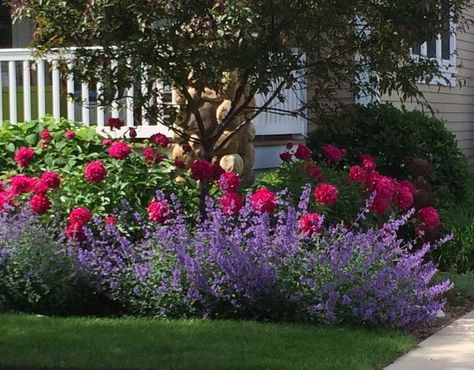 Knock-out roses and salvia Salvia Garden, Backyard Flowers Beds, Front Flower Beds, Knockout Roses, Landscaping Trees, Backyard Flowers, Front Landscaping, Garden Shrubs, Backyard Fences