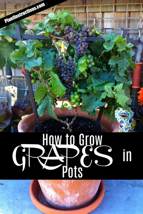 How To Grow Grapes, Grapes Growing, Gemüseanbau In Kübeln, Grow Grapes, Tomatoes In Containers, Grape Plant, Growing Tomatoes In Containers, Growing Vines, Grow Tomatoes