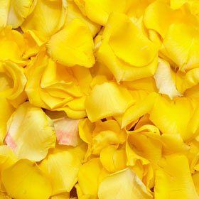 2400 Fresh Rose Petals Yellow Bulk Wholesale - http://flowersnhoney.com/2400-fresh-rose-petals-yellow-bulk-wholesale/ Yellow Rose Petals, Red Flower Arrangements, Yellow Flower Arrangements, Rose Pedals, Purple Flower Arrangements, Blue Flower Arrangements, Pink Flower Arrangements, Fresh Rose Petals, White Flower Arrangements