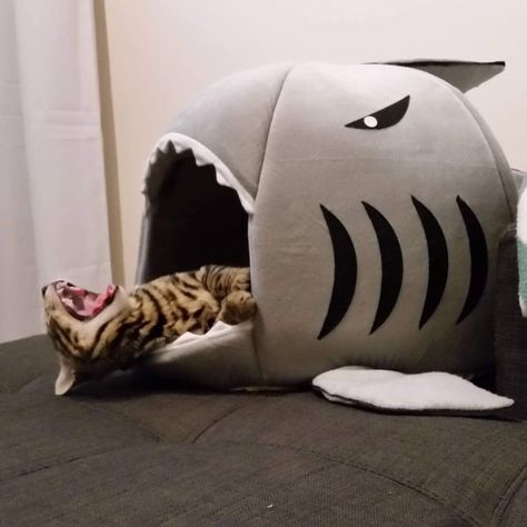 41 Strange on Twitter: "Shark bed for cats… " Shark Bedding, Cat Shark, Bed For Cats, Cat Yawning, Cat Boarding, Cowboy Bebop, Cute Cats And Kittens, Sweet Animals, All About Cats